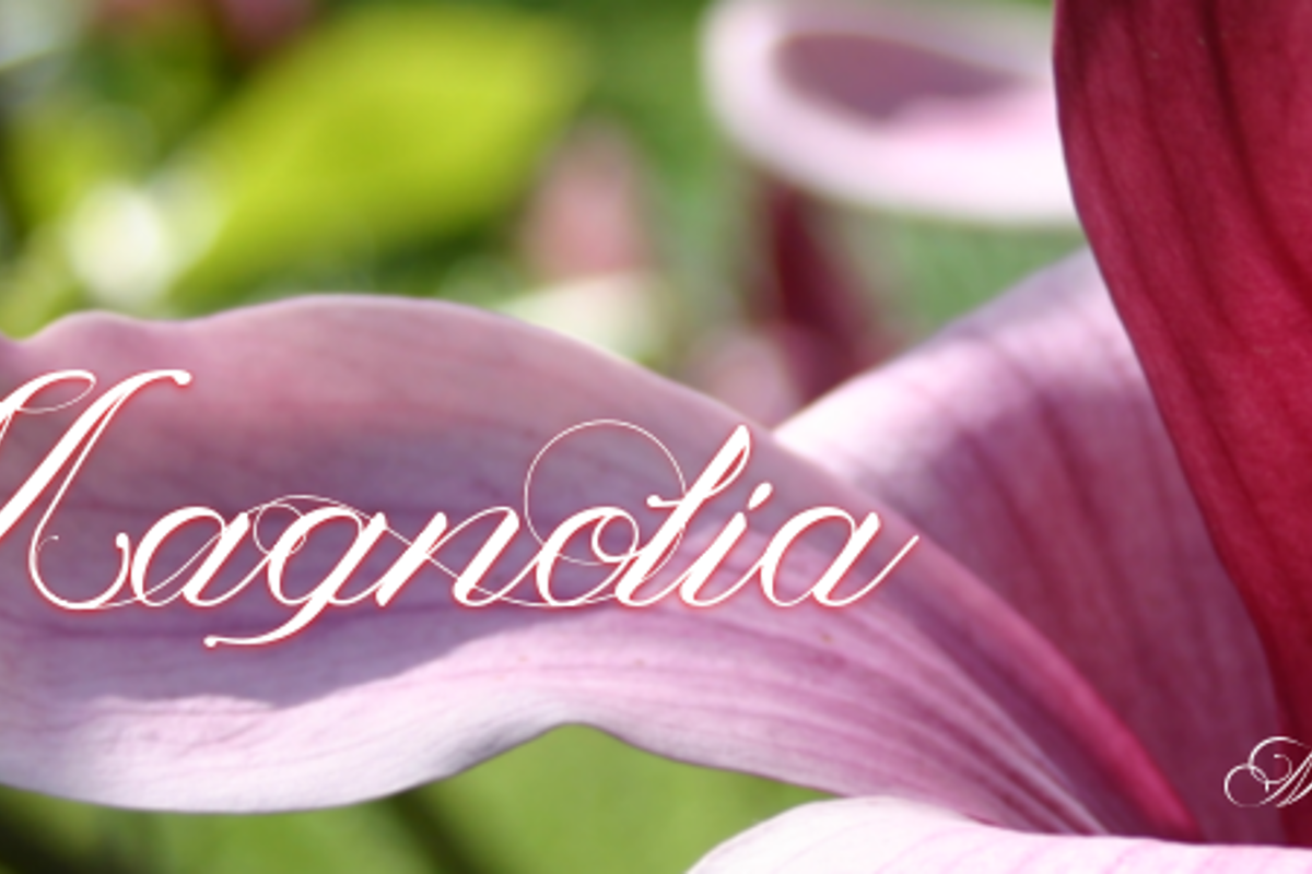 Magnolia Font - Free Download