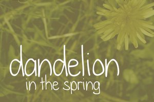 dandelion in the spring