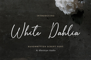 White Dahlia