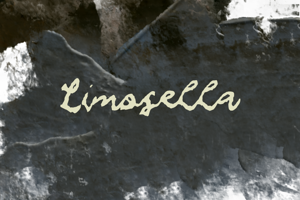 L Limosella