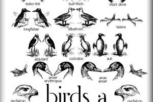 birds a