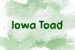 Related font i Iowa Toad