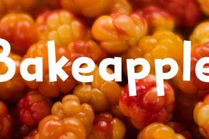 Bakeapple DEMO