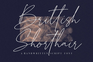 Brittish Shorthair