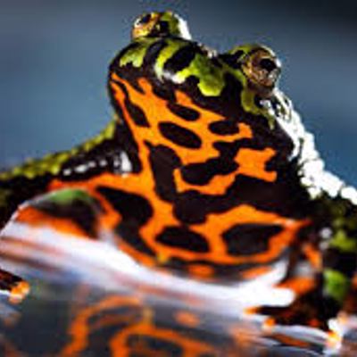 Firebelly Fitness collection