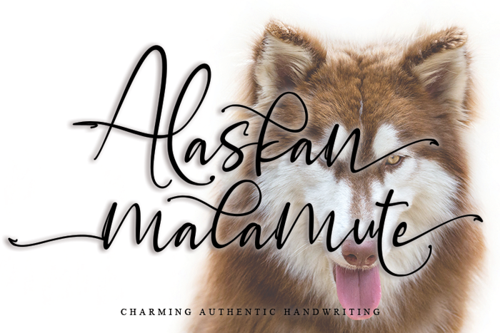 Alaskan malamute Font poster