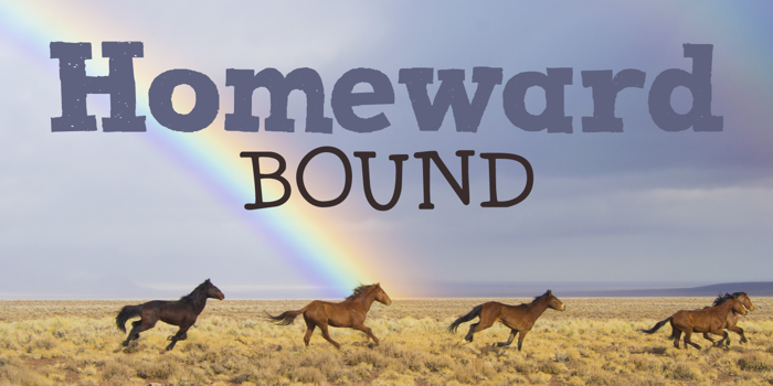 DK Homeward Bound II Font poster