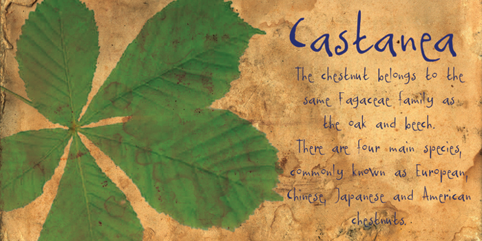 DK Castanea Font poster