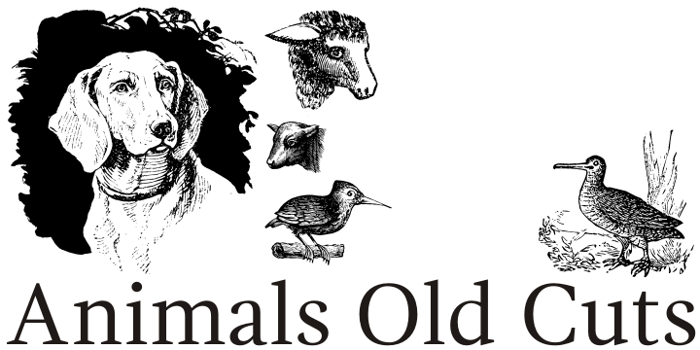 Animals Old Cuts Font poster