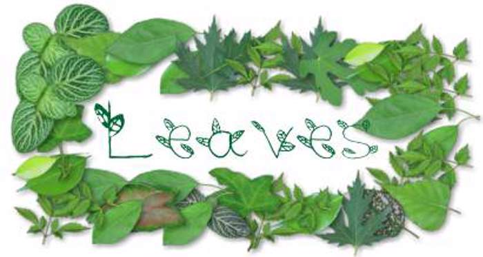 leaves Font poster