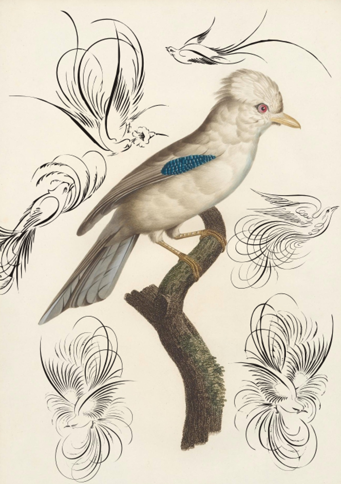 Penmanship Birds Free Font