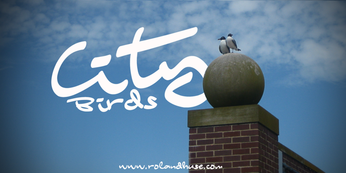 City Birds Font poster