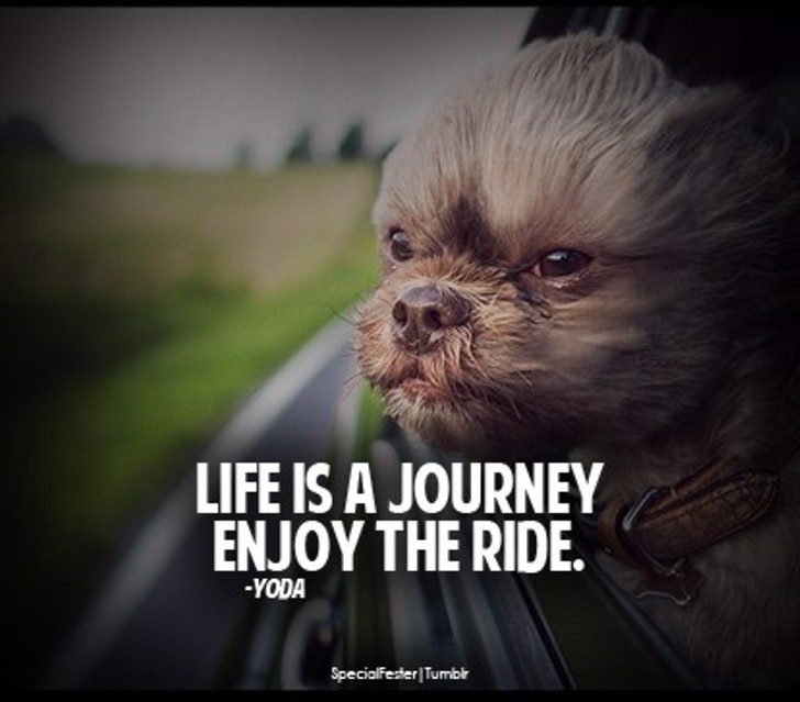 American Purpose Font Family (4 styles) by the Fontry FontSpace