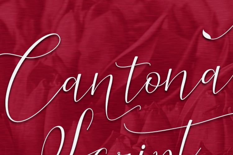 Cantona Script Font