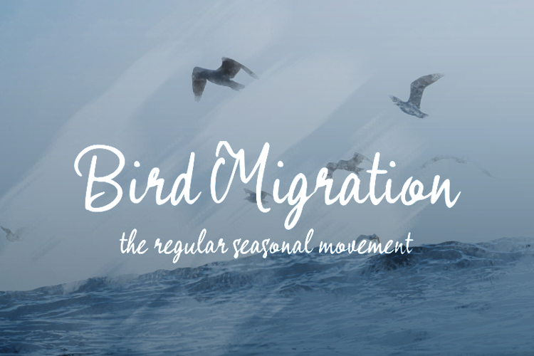 b Bird Migration Font