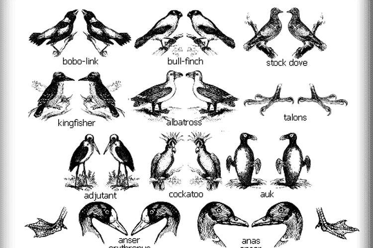 birds a Font