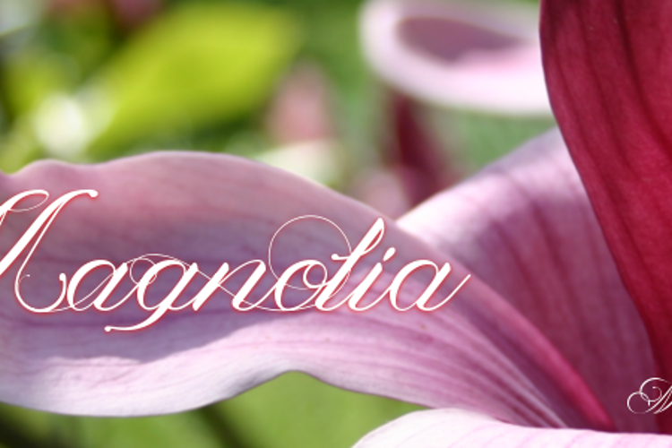Magnolia  Font