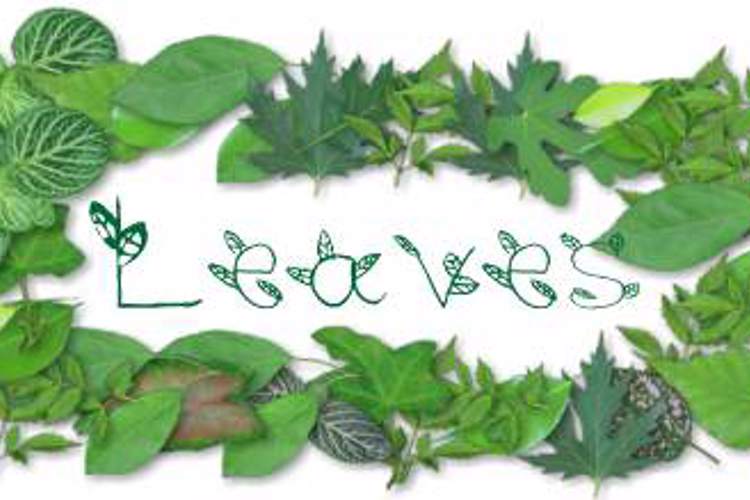 leaves Font