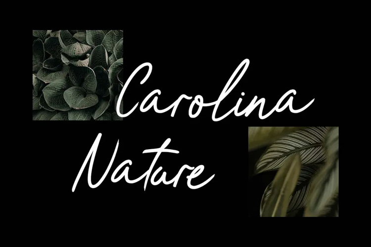 Preview of Sweet Romantic Roses Beautiful Font