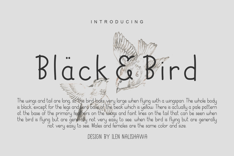 Black & Bird Font