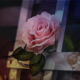Letterain Studio